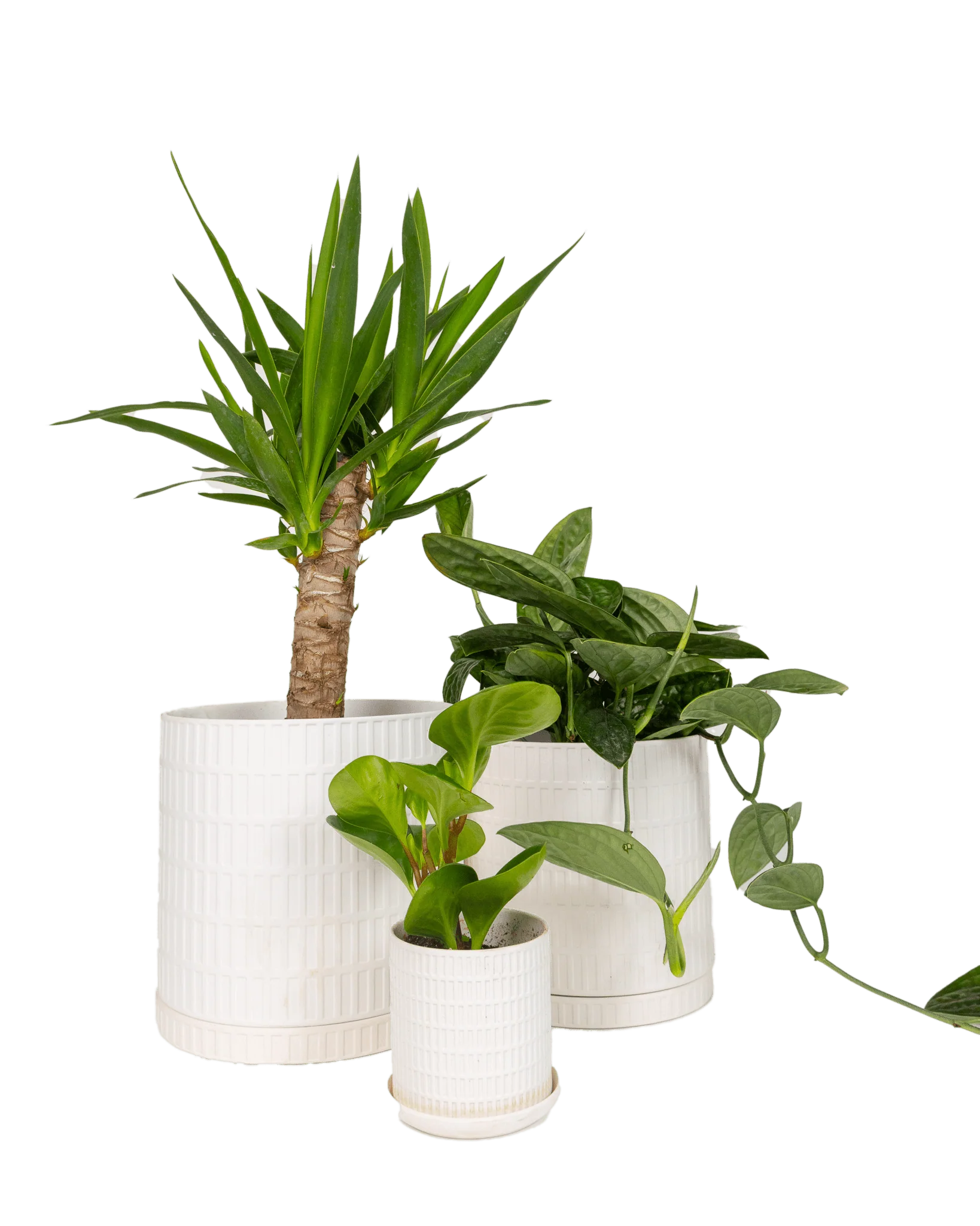 Product image 100