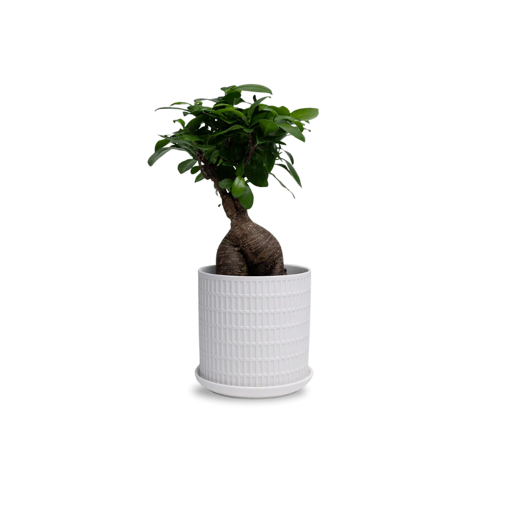 Product image 101