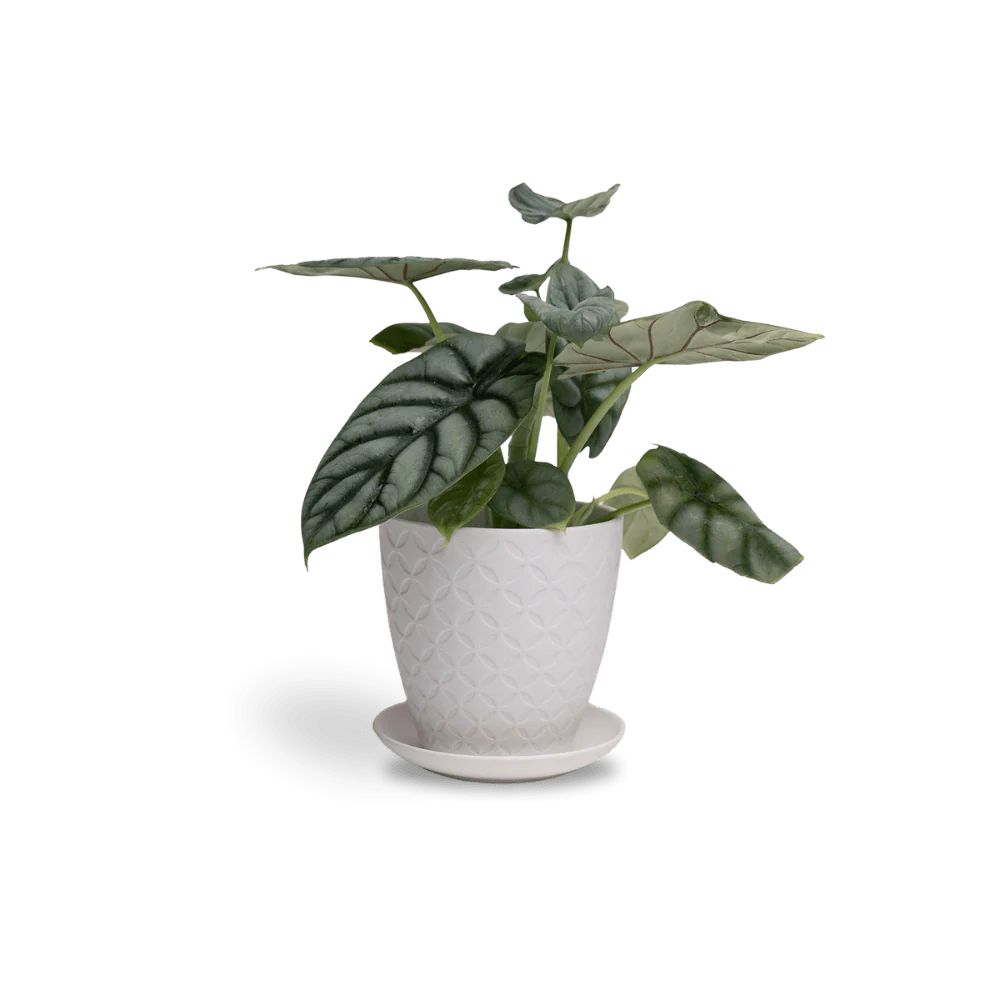 Product image 104