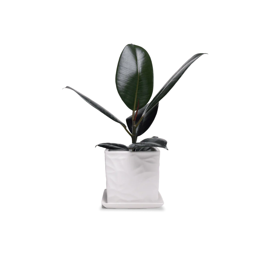 Product image 108