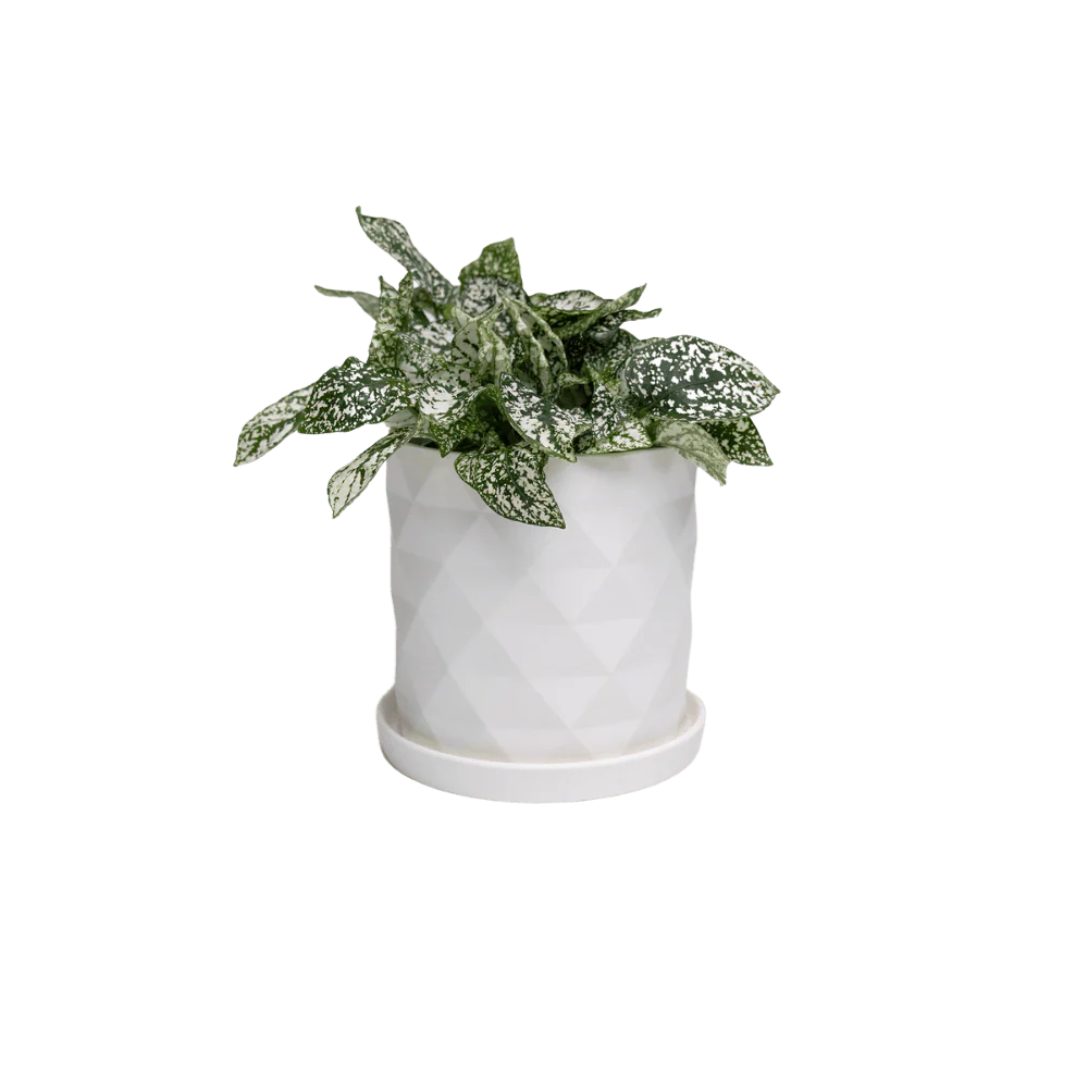 Product image 114