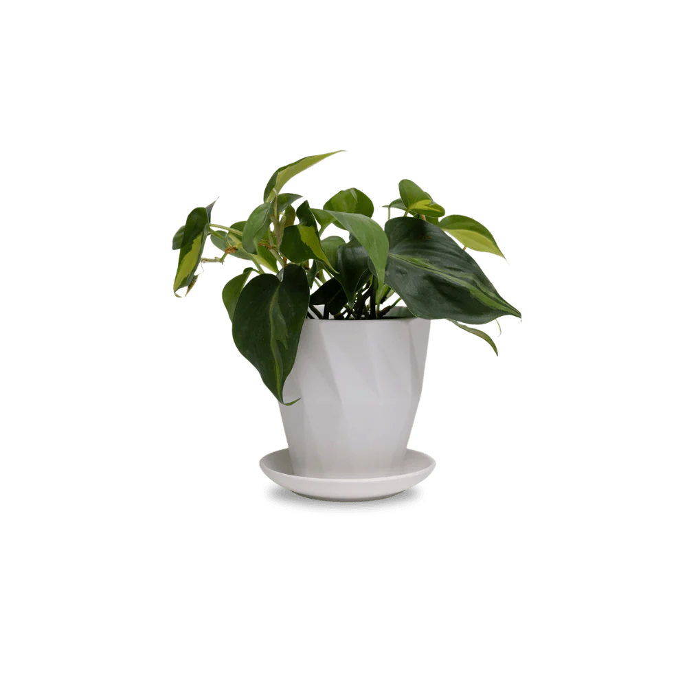 Product image 116