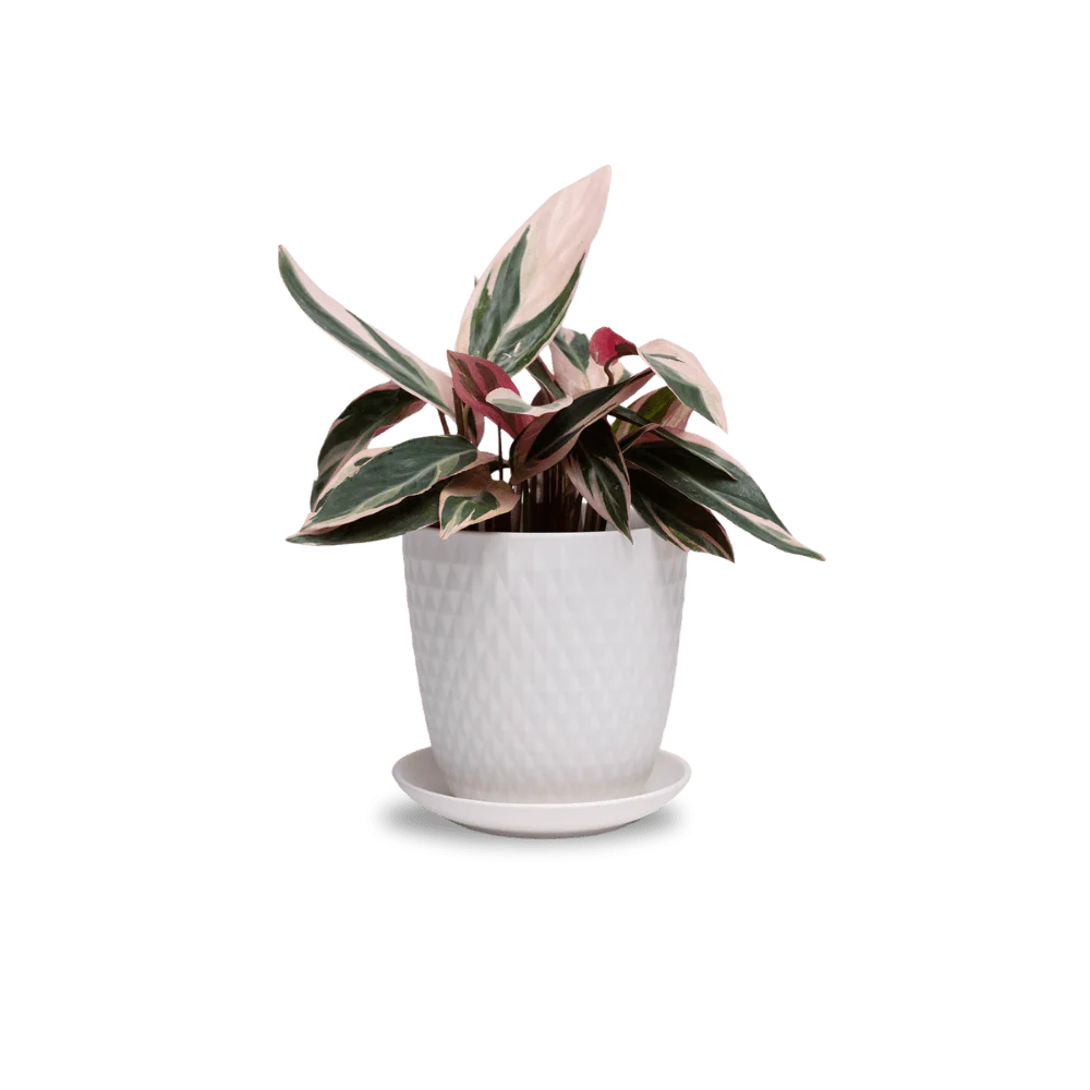 Product image 118