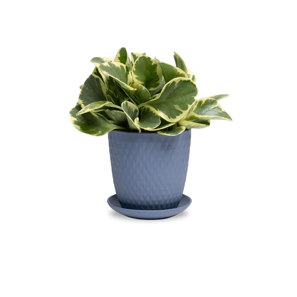 Product image 95