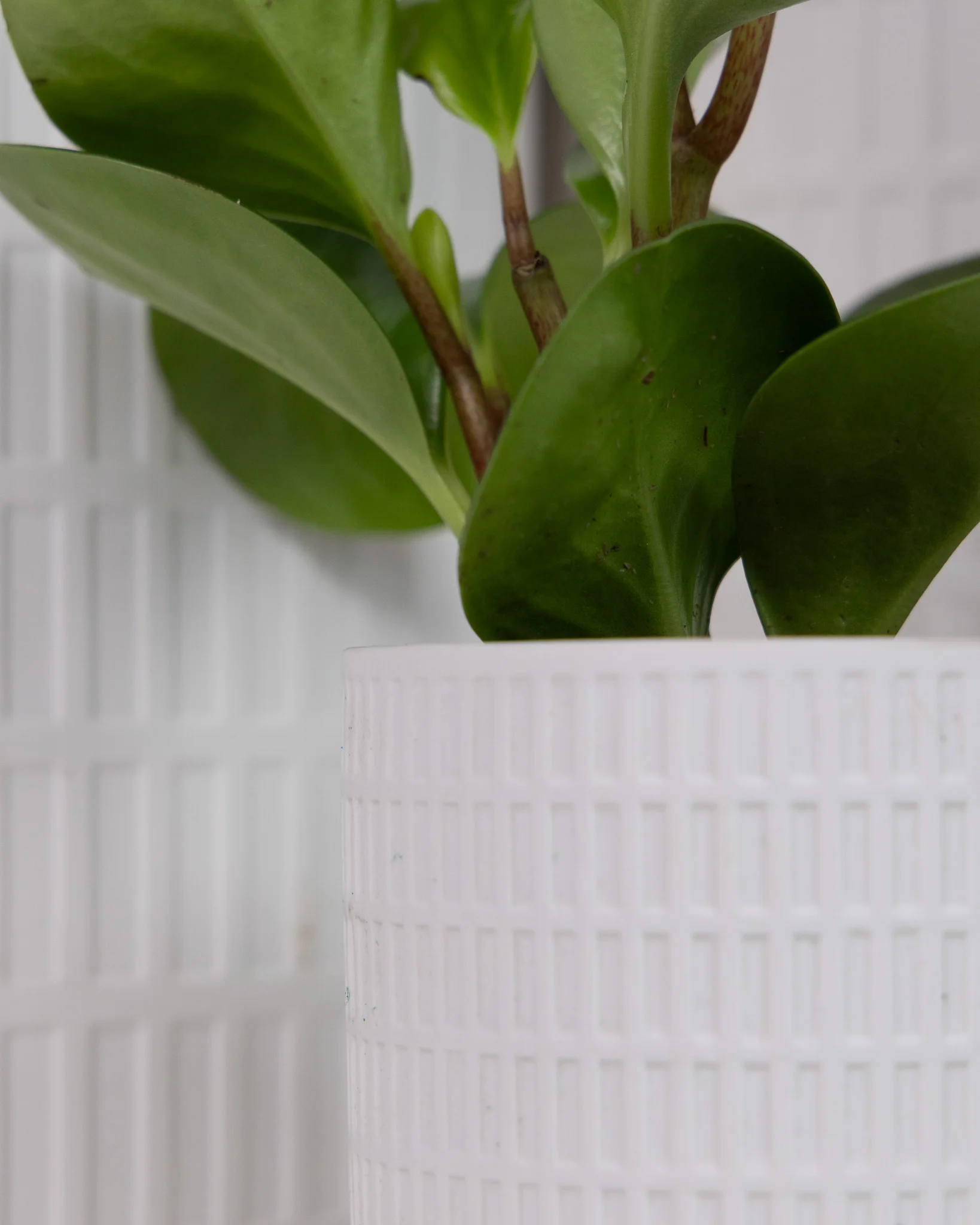 Product image 99