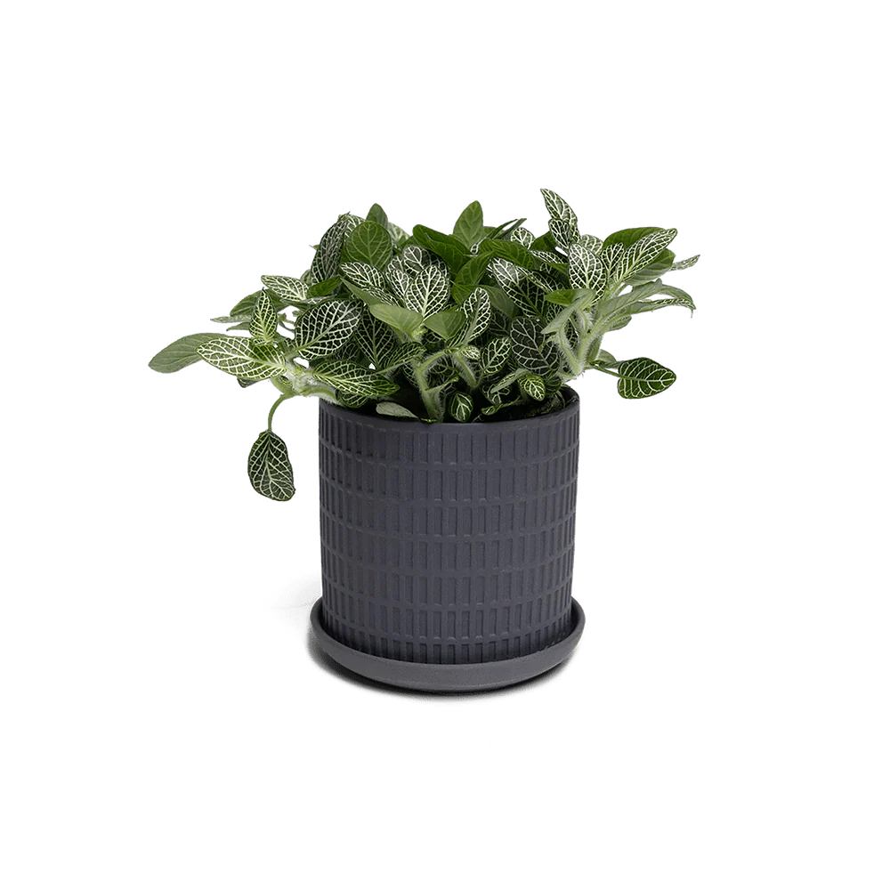 Product image 101