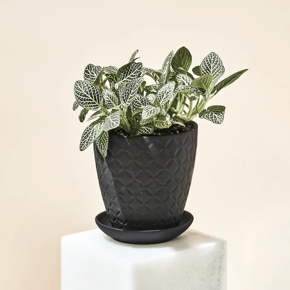 Product image 104