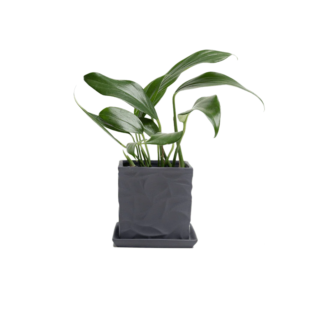 Product image 113
