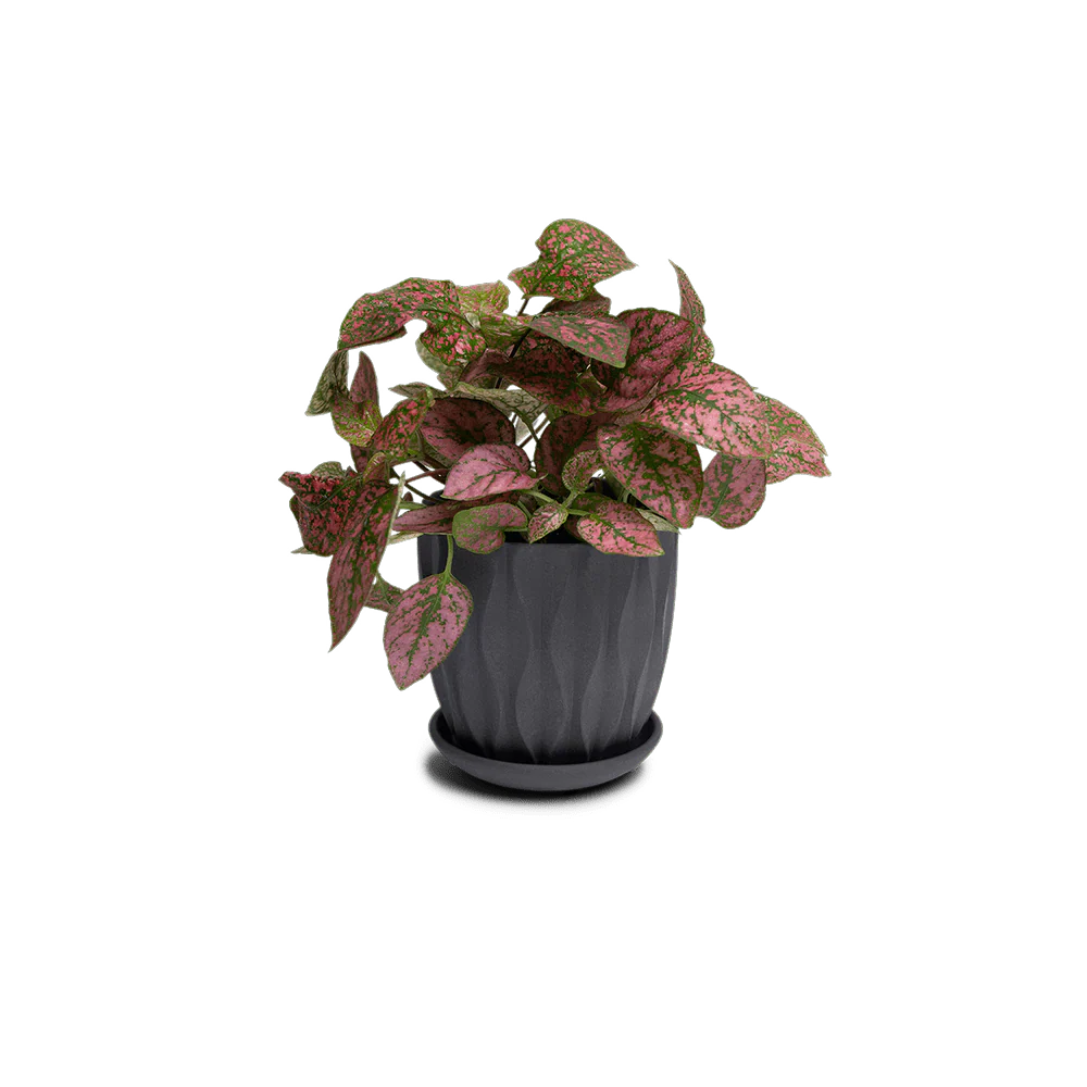 Product image 117