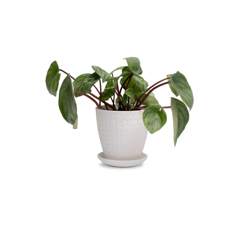 Product image 138