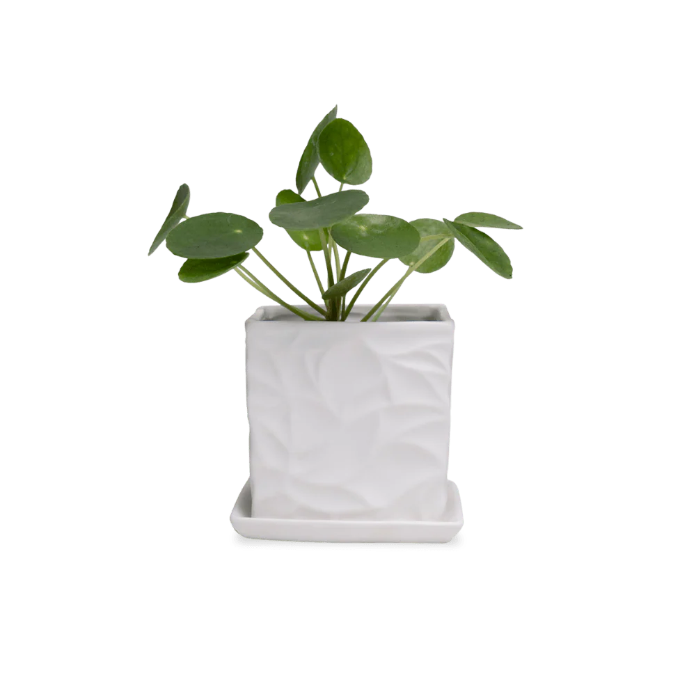 Product image 146