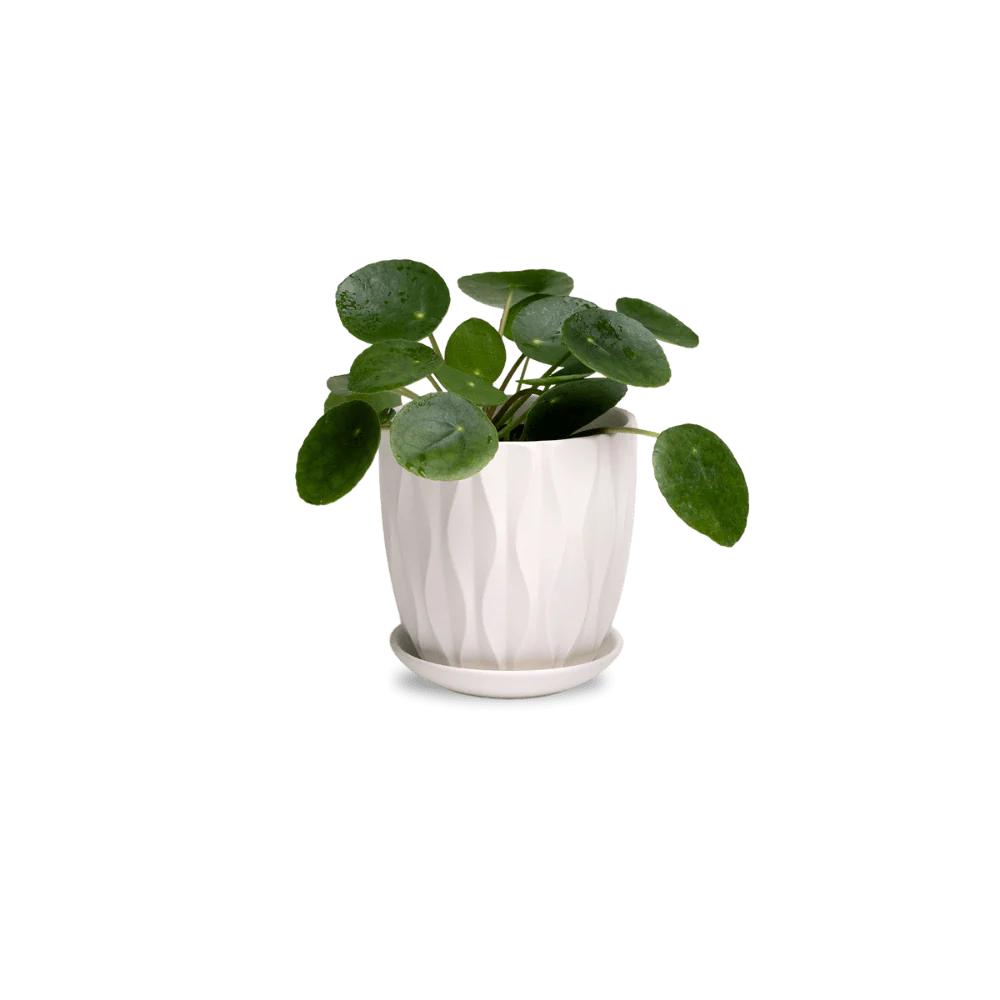 Product image 150