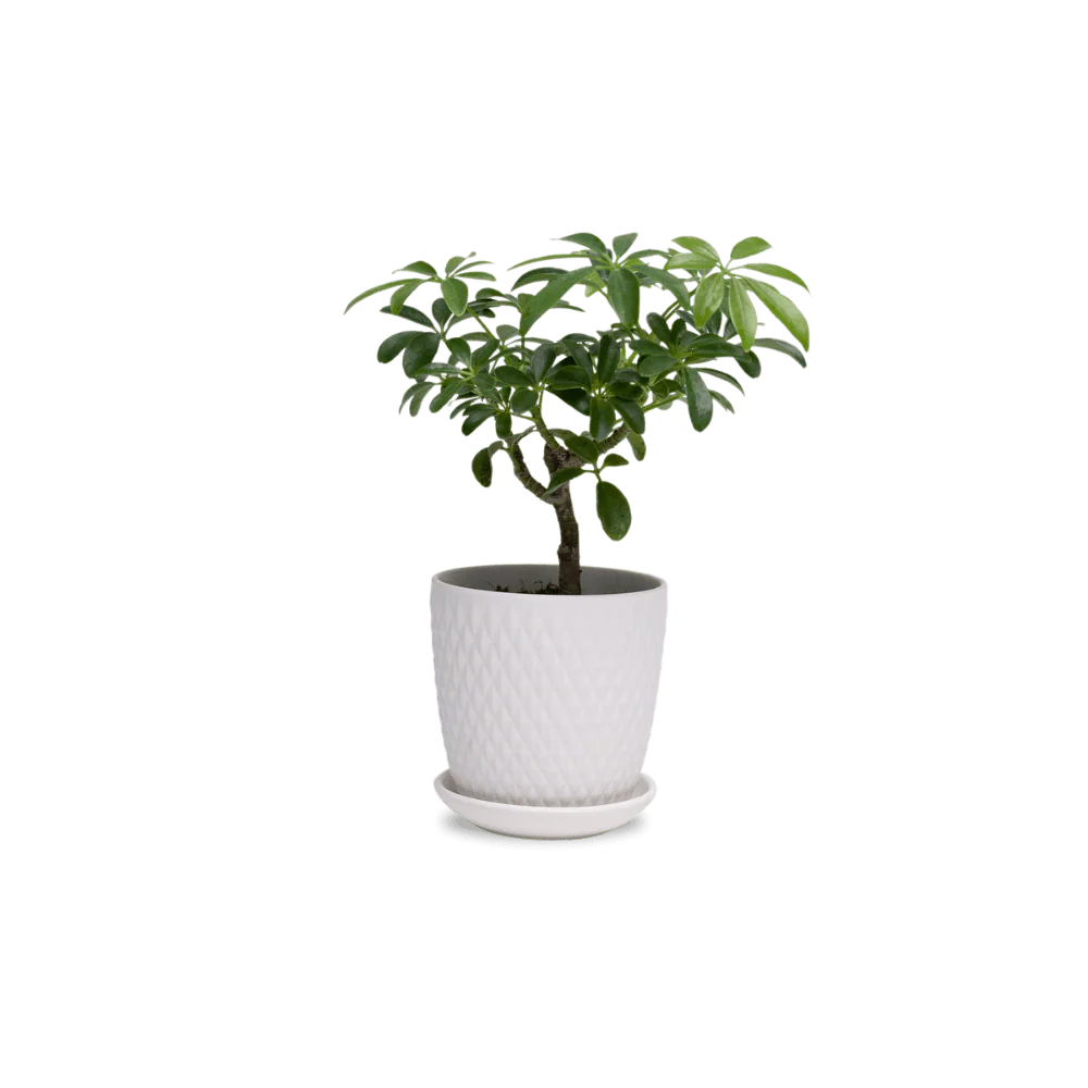 Product image 158