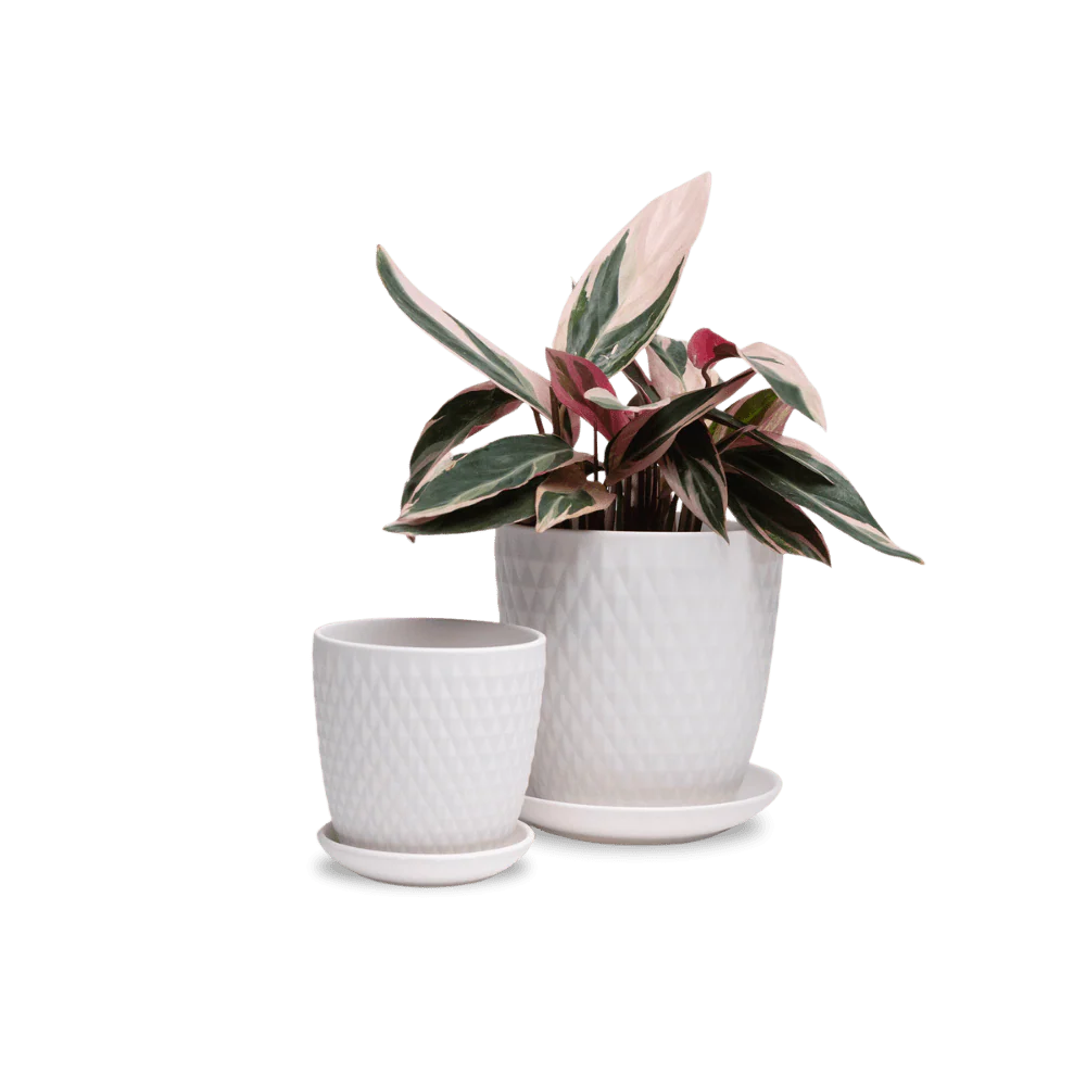Product image 162